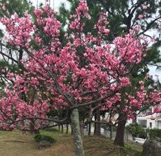 松山公園桜