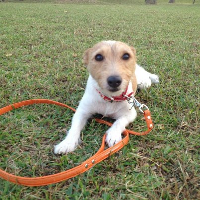 犬のしつけ